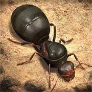 蚂蚁进化崛起下载  v1.0.5