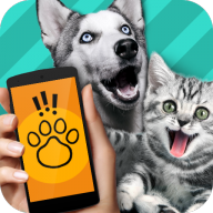 pettranslator,翻译软件