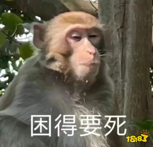 为什么这届年轻人不想当人，只想变成猴子？