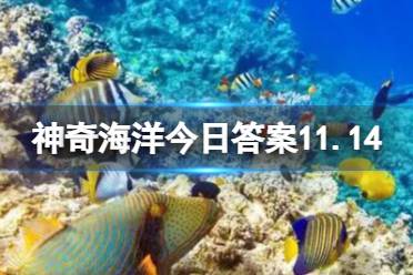 鱿鱼属于海洋鱼类吗 蚂蚁森林神奇海洋今日答案11.14最新 