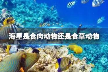 海星是吃肉还是吃草的 神奇海洋12.17海星答案 