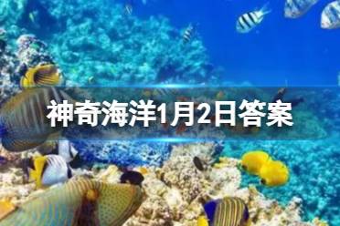 锯鳐之所以得名是因为吻部形似锯子吗 神奇海洋1月2日答案 