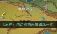 《原神》灼灼彩菊采集路线一览