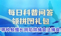 以下哪种鲸擅长用陷阱捕食法捕食鱼类 