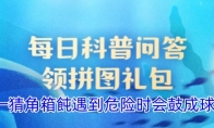 猜一猜角箱飩遇到危险时会鼓成球吗 